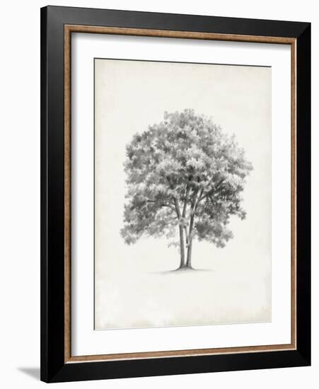 Vintage Arbor Study II-Ethan Harper-Framed Art Print