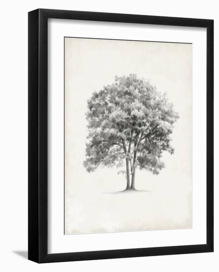 Vintage Arbor Study II-Ethan Harper-Framed Art Print