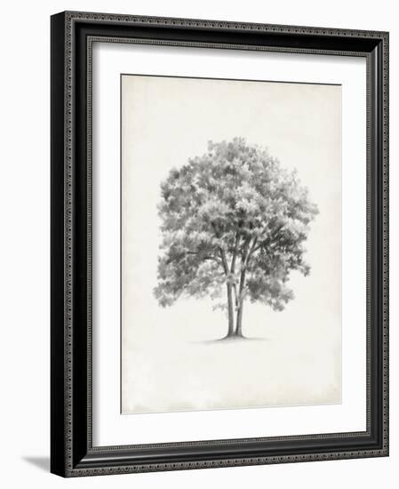 Vintage Arbor Study II-Ethan Harper-Framed Art Print