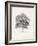 Vintage Arbor Study II-Ethan Harper-Framed Art Print