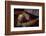 Vintage baseball paraphernalia laid out carefully painted with light-Sheila Haddad-Framed Photographic Print