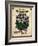 Vintage Begonia Seed Packet-null-Framed Giclee Print