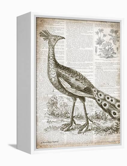 Vintage Bird I-Gwendolyn Babbitt-Framed Stretched Canvas