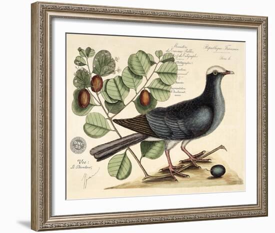 Vintage Bird - Paris-Stephanie Monahan-Framed Giclee Print