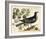 Vintage Bird - Paris-Stephanie Monahan-Framed Giclee Print