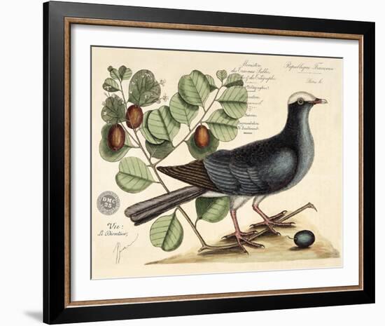 Vintage Bird - Paris-Stephanie Monahan-Framed Giclee Print