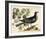 Vintage Bird - Paris-Stephanie Monahan-Framed Giclee Print