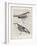 Vintage Birds on Newsprint-Wild Apple Portfolio-Framed Art Print