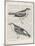 Vintage Birds on Newsprint-Wild Apple Portfolio-Mounted Art Print