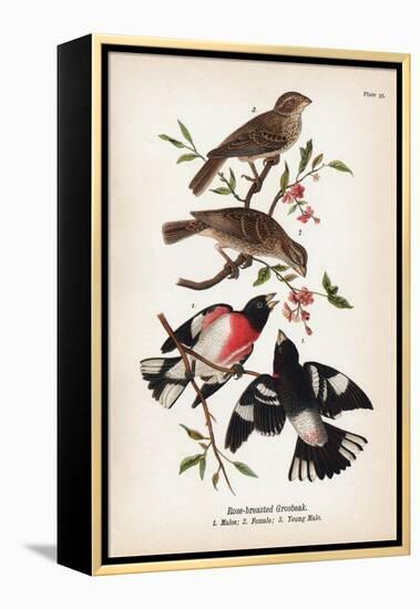 Vintage Birds: Rose-Breasted Gosbeak, Plate 35-Piddix-Framed Stretched Canvas