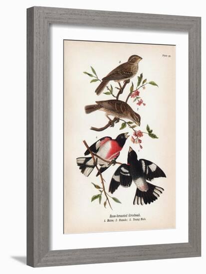 Vintage Birds: Rose-Breasted Gosbeak, Plate 35-Piddix-Framed Premium Giclee Print