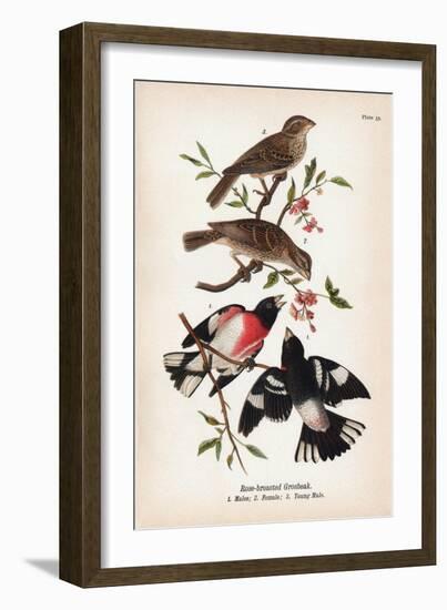 Vintage Birds: Rose-Breasted Gosbeak, Plate 35-Piddix-Framed Premium Giclee Print