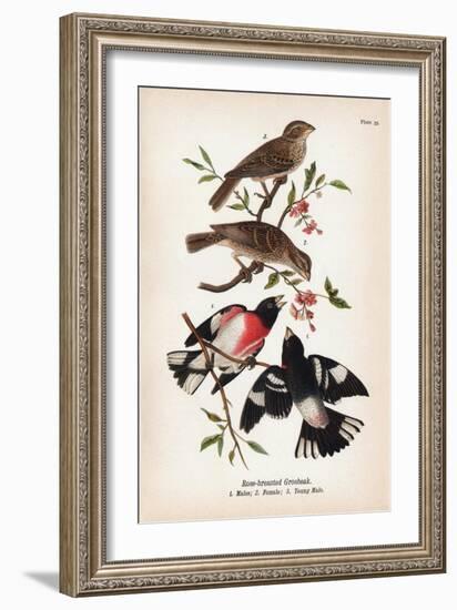 Vintage Birds: Rose-Breasted Gosbeak, Plate 35-Piddix-Framed Art Print