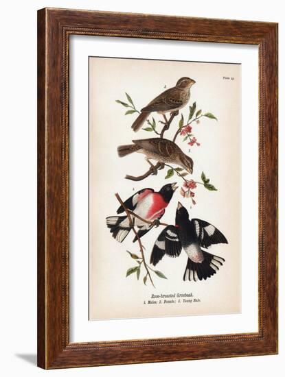 Vintage Birds: Rose-Breasted Gosbeak, Plate 35-Piddix-Framed Art Print