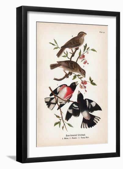 Vintage Birds: Rose-Breasted Gosbeak, Plate 35-Piddix-Framed Art Print