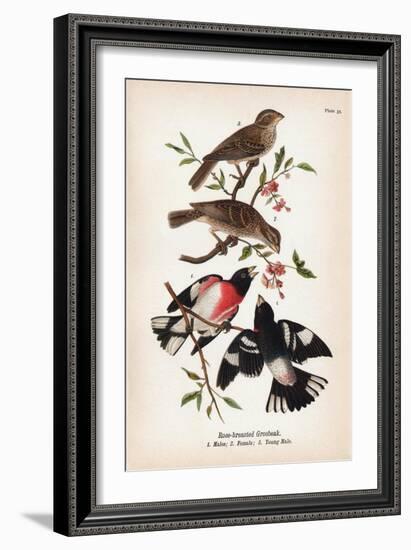 Vintage Birds: Rose-Breasted Gosbeak, Plate 35-Piddix-Framed Art Print