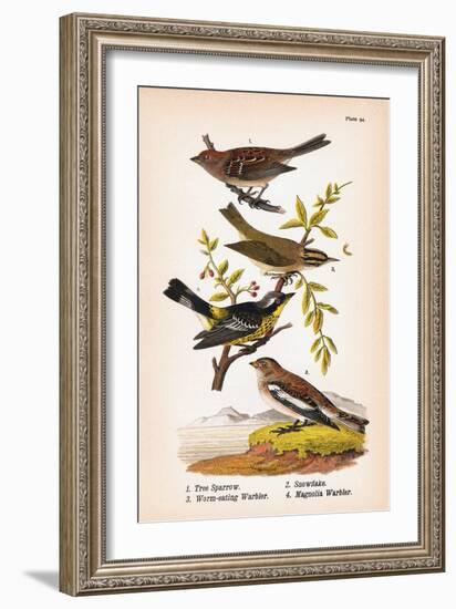 Vintage Birds: Sparrows, Snowflakes and Warblers, Plate 94-Piddix-Framed Art Print