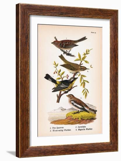 Vintage Birds: Sparrows, Snowflakes and Warblers, Plate 94-Piddix-Framed Art Print