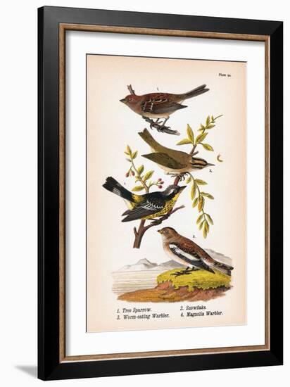 Vintage Birds: Sparrows, Snowflakes and Warblers, Plate 94-Piddix-Framed Art Print