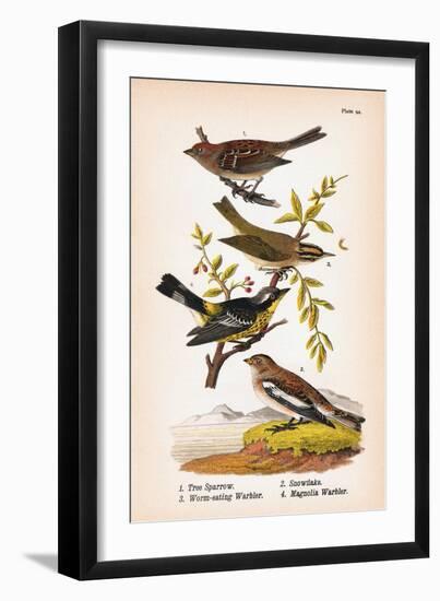 Vintage Birds: Sparrows, Snowflakes and Warblers, Plate 94-Piddix-Framed Art Print