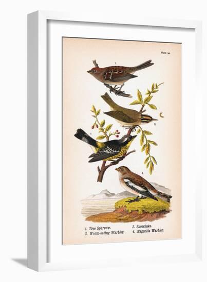 Vintage Birds: Sparrows, Snowflakes and Warblers, Plate 94-Piddix-Framed Art Print