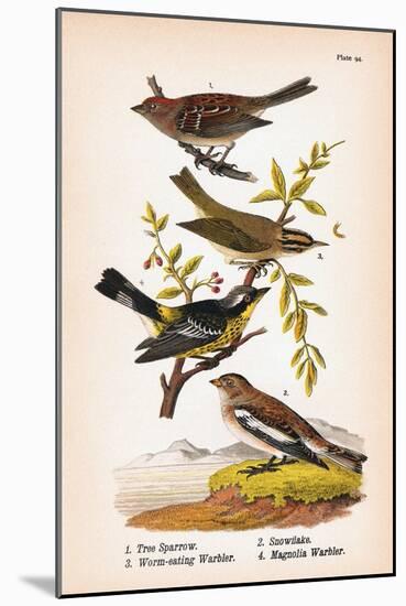 Vintage Birds: Sparrows, Snowflakes and Warblers, Plate 94-Piddix-Mounted Art Print