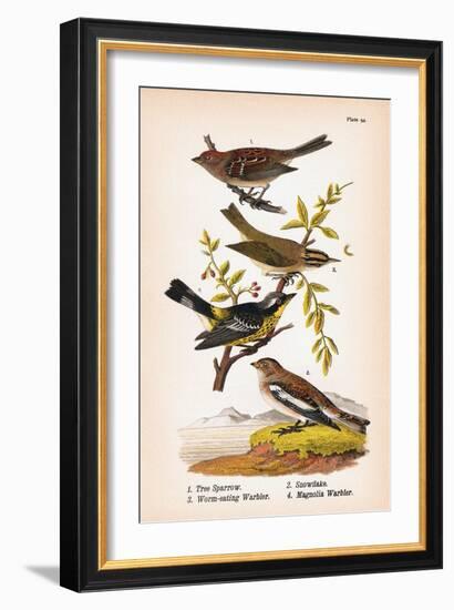 Vintage Birds: Sparrows, Snowflakes and Warblers, Plate 94-Piddix-Framed Art Print