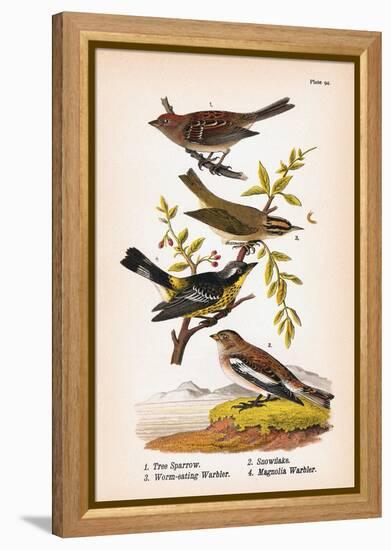 Vintage Birds: Sparrows, Snowflakes and Warblers, Plate 94-Piddix-Framed Stretched Canvas