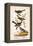 Vintage Birds: Sparrows, Snowflakes and Warblers, Plate 94-Piddix-Framed Stretched Canvas