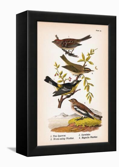 Vintage Birds: Sparrows, Snowflakes and Warblers, Plate 94-Piddix-Framed Stretched Canvas