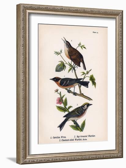 Vintage Birds: Wrens and Warblers, Plate 73-Piddix-Framed Art Print