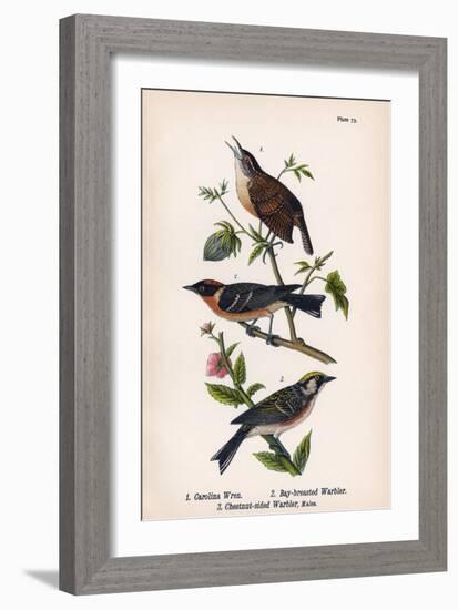 Vintage Birds: Wrens and Warblers, Plate 73-Piddix-Framed Art Print