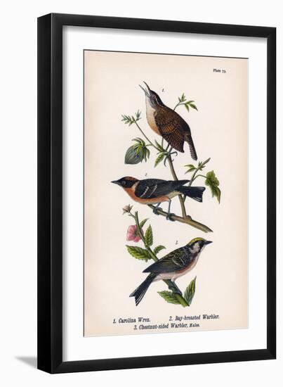 Vintage Birds: Wrens and Warblers, Plate 73-Piddix-Framed Art Print