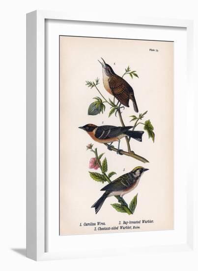 Vintage Birds: Wrens and Warblers, Plate 73-Piddix-Framed Art Print