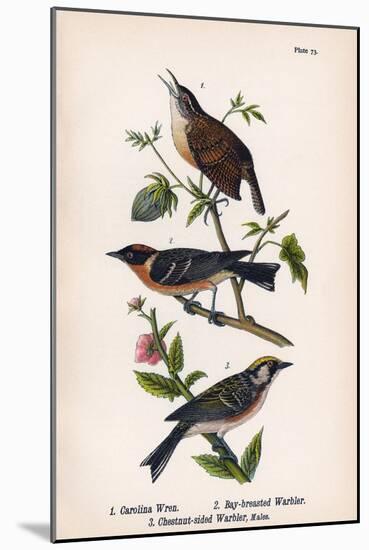 Vintage Birds: Wrens and Warblers, Plate 73-Piddix-Mounted Art Print