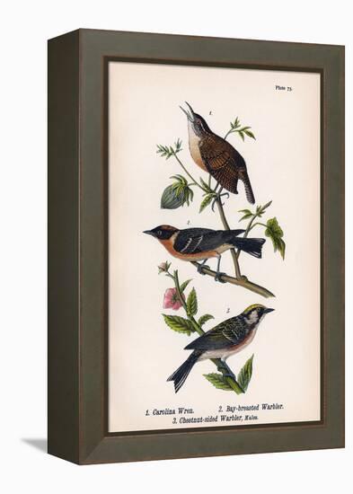 Vintage Birds: Wrens and Warblers, Plate 73-Piddix-Framed Stretched Canvas