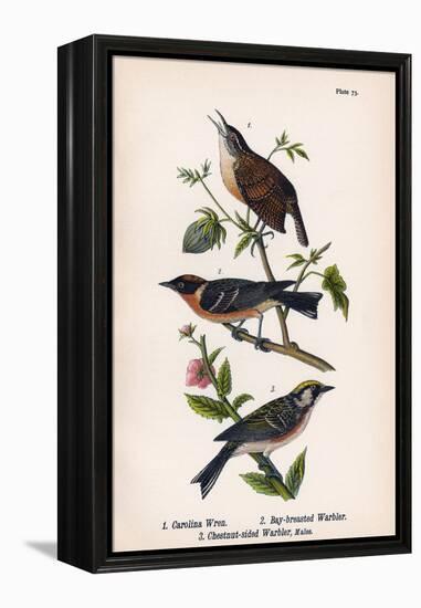Vintage Birds: Wrens and Warblers, Plate 73-Piddix-Framed Stretched Canvas