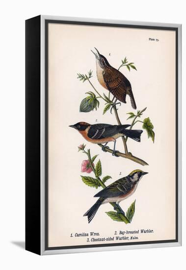 Vintage Birds: Wrens and Warblers, Plate 73-Piddix-Framed Stretched Canvas