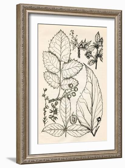 Vintage Black & White Engravings-null-Framed Art Print