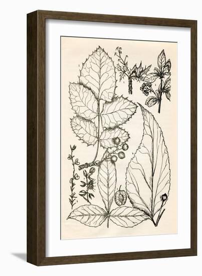 Vintage Black & White Engravings-null-Framed Art Print