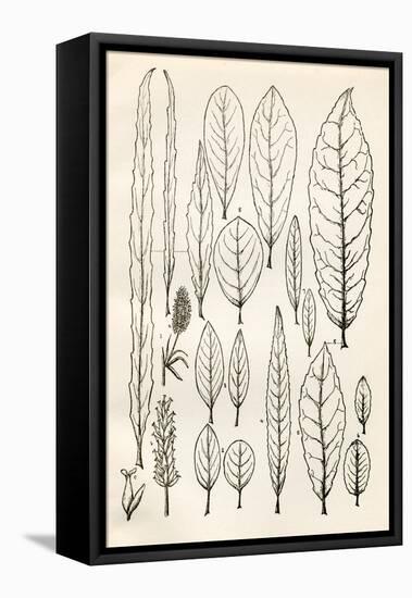 Vintage Black & White Leaf Engravings-null-Framed Stretched Canvas