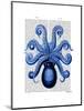 Vintage Blue Octopus 1 Underside-Fab Funky-Mounted Art Print