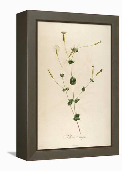 Vintage Botanical 178-Tina Carlson-Framed Stretched Canvas