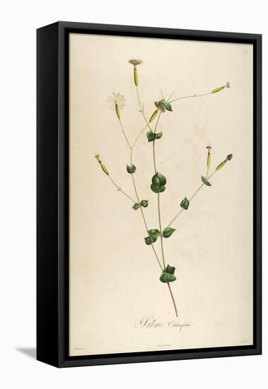 Vintage Botanical 178-Tina Carlson-Framed Stretched Canvas