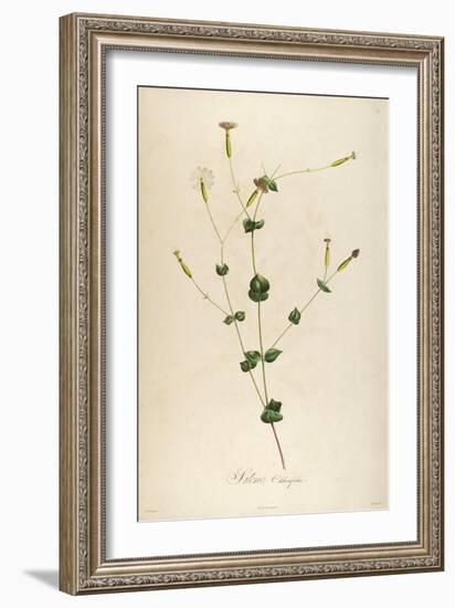 Vintage Botanical 178-Tina Carlson-Framed Art Print