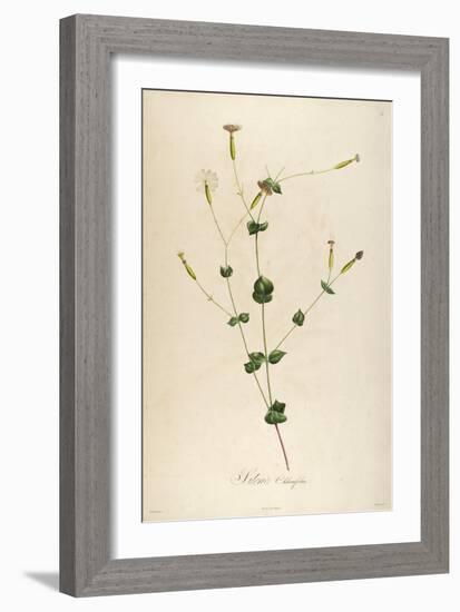 Vintage Botanical 178-Tina Carlson-Framed Art Print