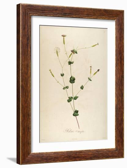 Vintage Botanical 178-Tina Carlson-Framed Art Print