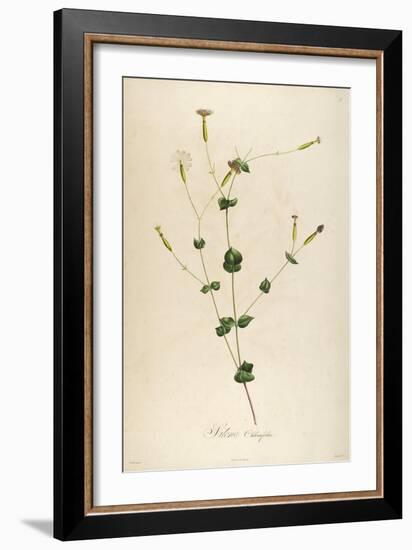 Vintage Botanical 178-Tina Carlson-Framed Art Print