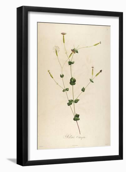 Vintage Botanical 178-Tina Carlson-Framed Art Print