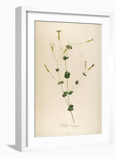 Vintage Botanical 178-Tina Carlson-Framed Art Print